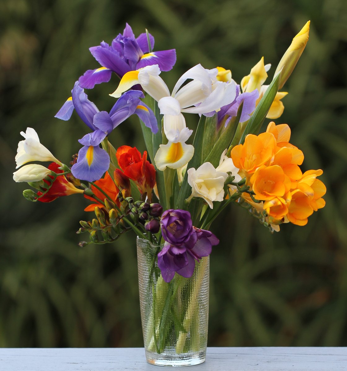 Фрезия махровая энкель