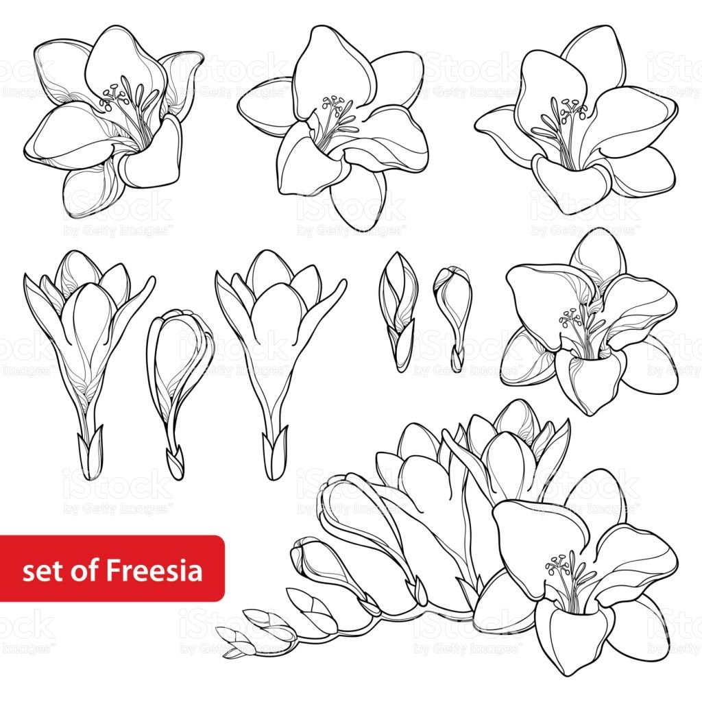 Фрезия эн амбьянсе