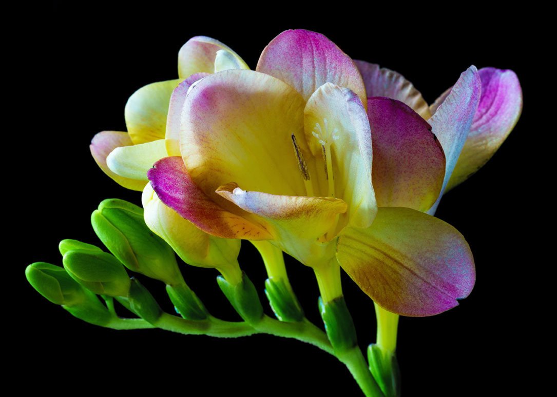 Фрезия цветок