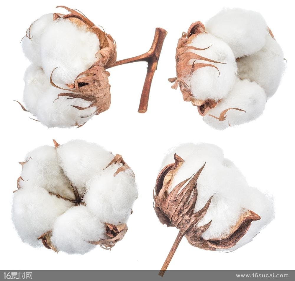 Хлопчатник мохнатый рисунок