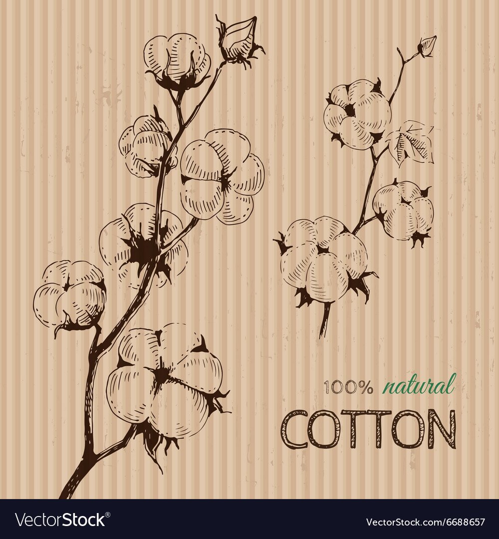 Ветка хлопка вектор