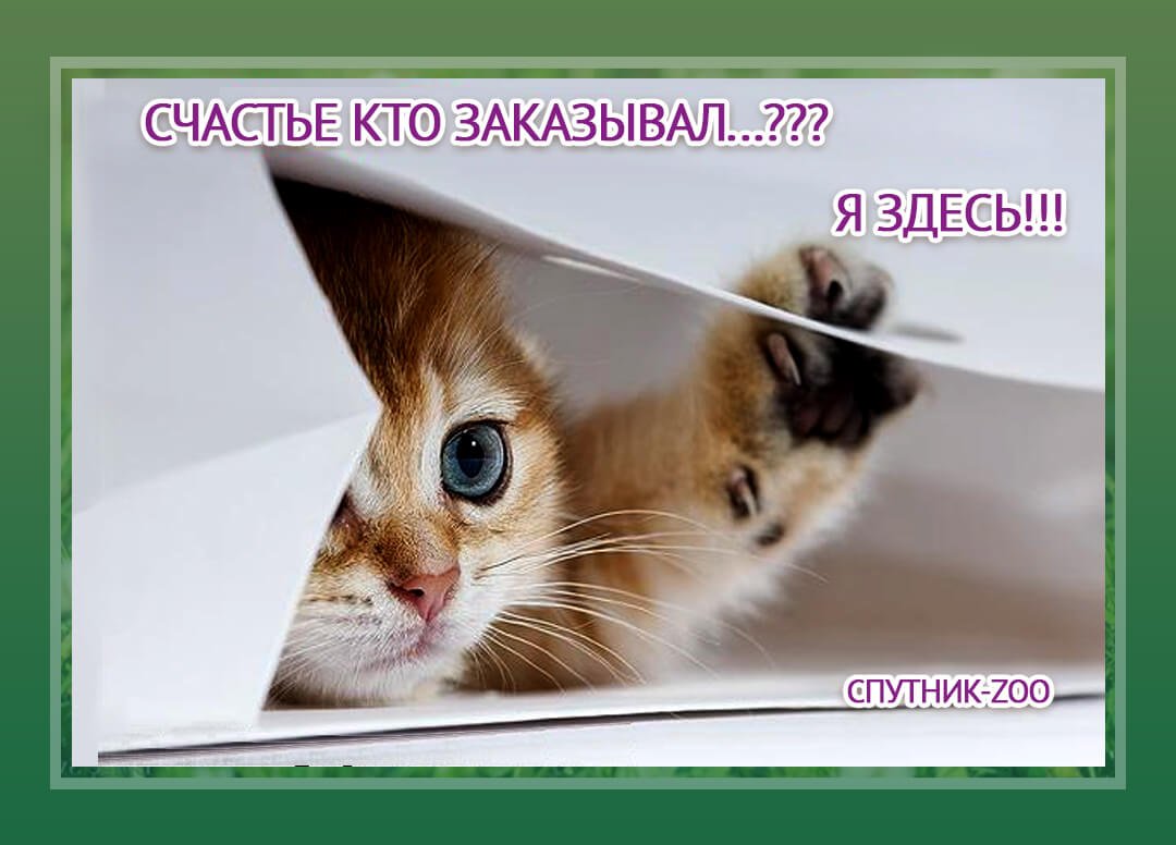 Открытки с котятами прикольные с надписями