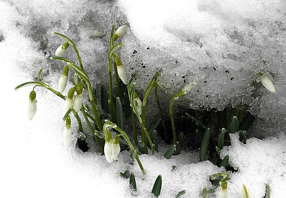 Скоро Весна подснежники
