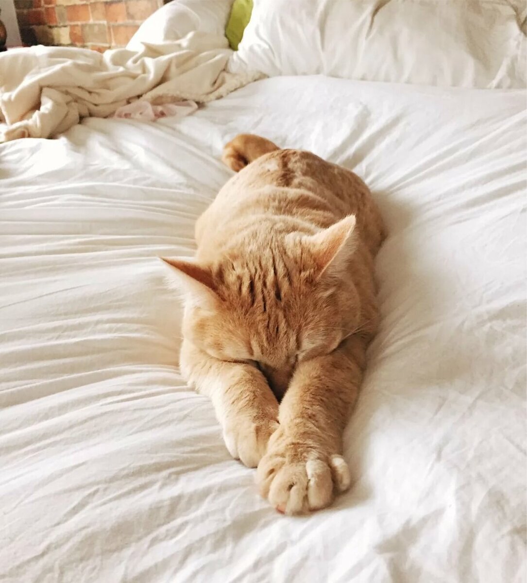 Кот проснулся