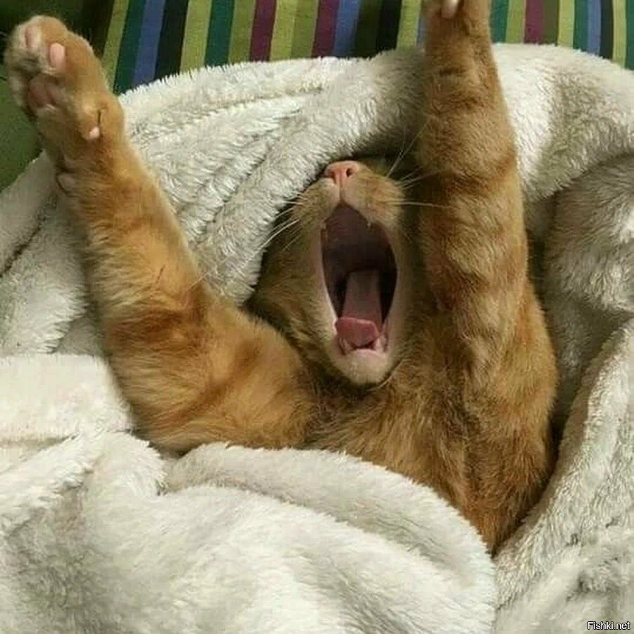 Котик проснулся