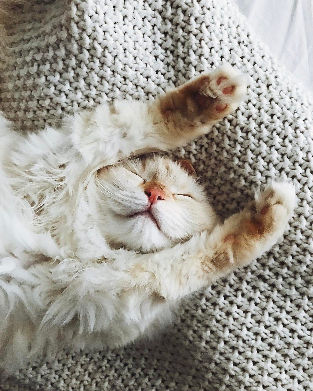 Кошка проснулась