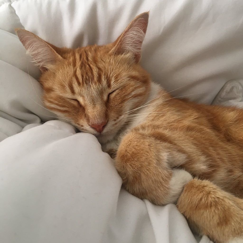 Рыжий кот спит