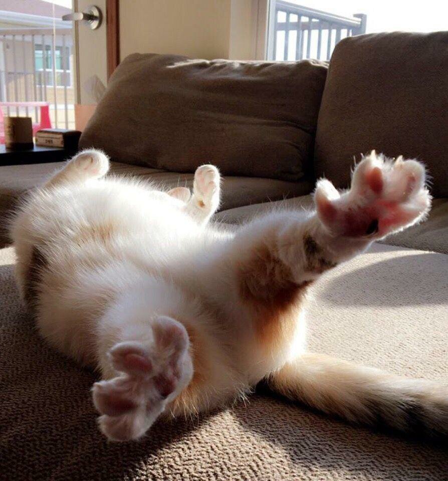 Кошачьи потягушки