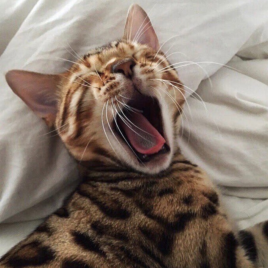 Доброе утро кот