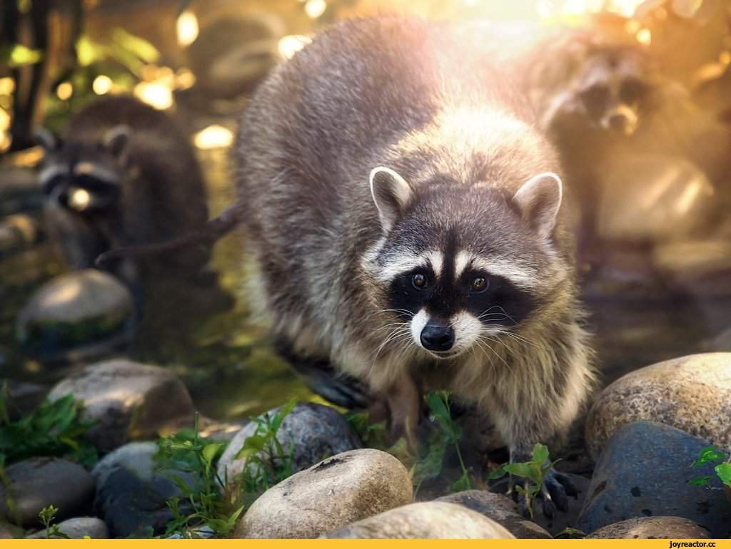 Енот полоскун милый