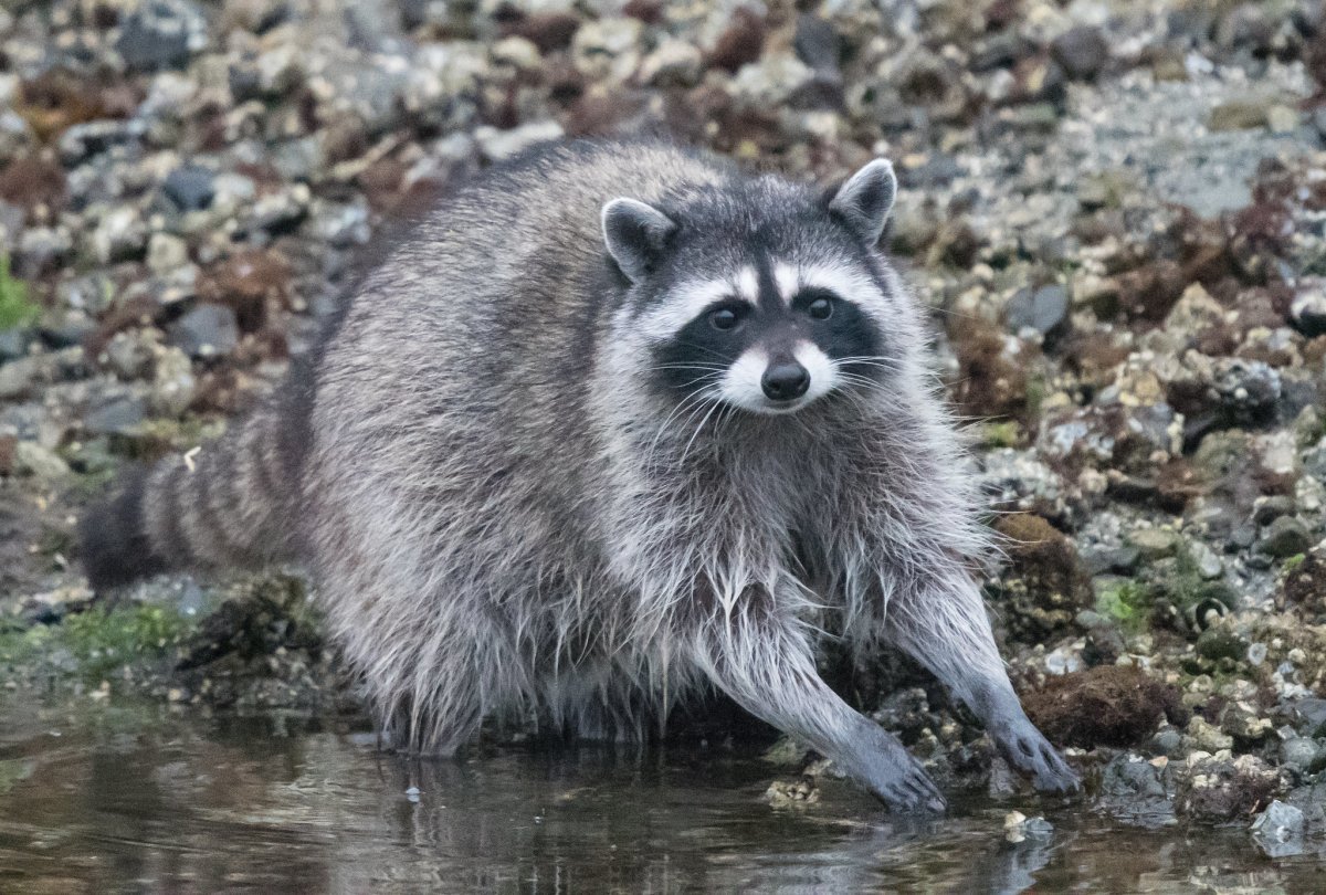 Енот-полоскун (Procyon lotor)