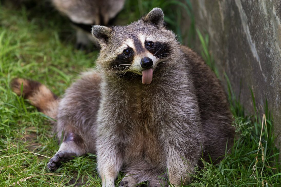 Енот Ракун