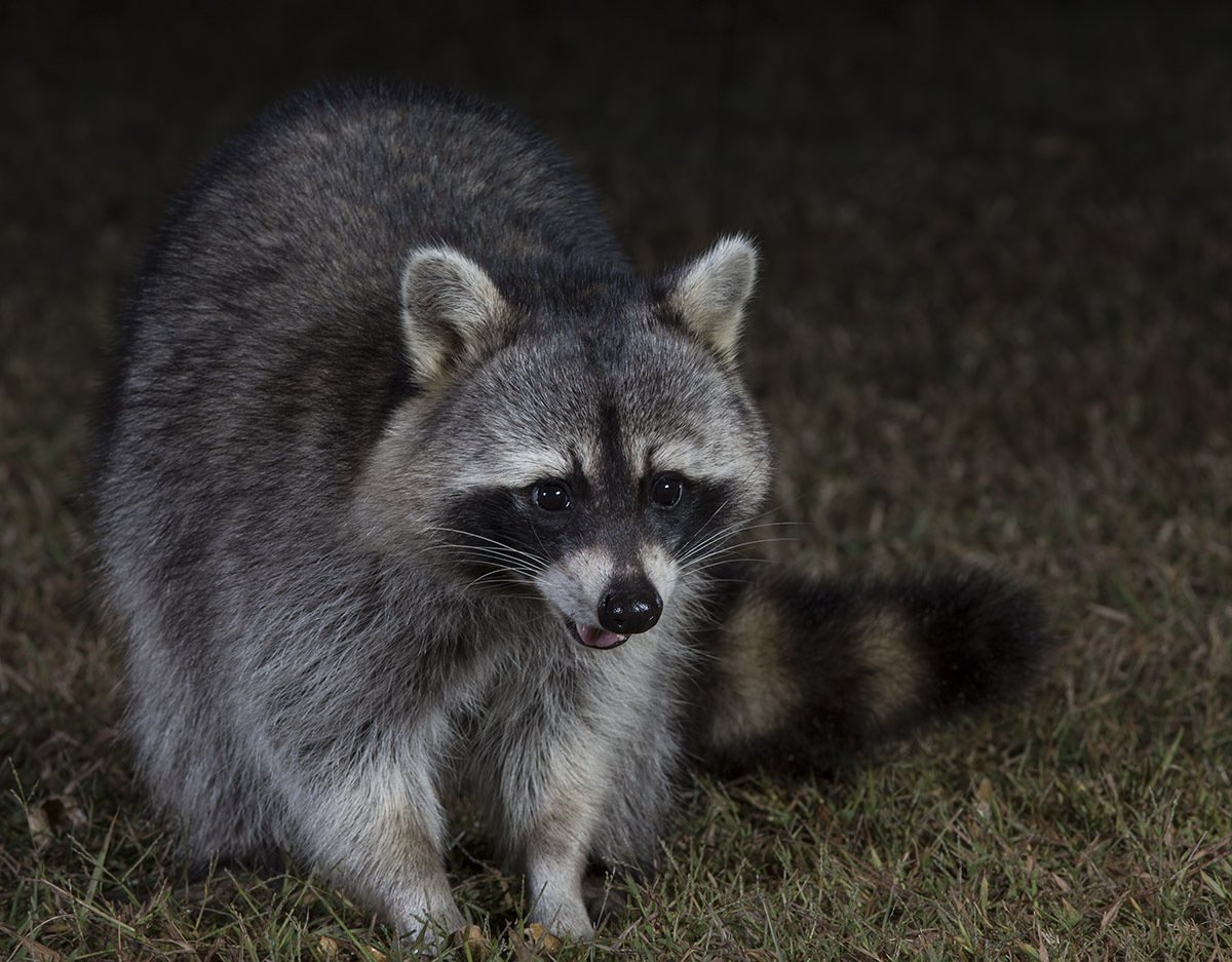 Североамериканский енот полоскун