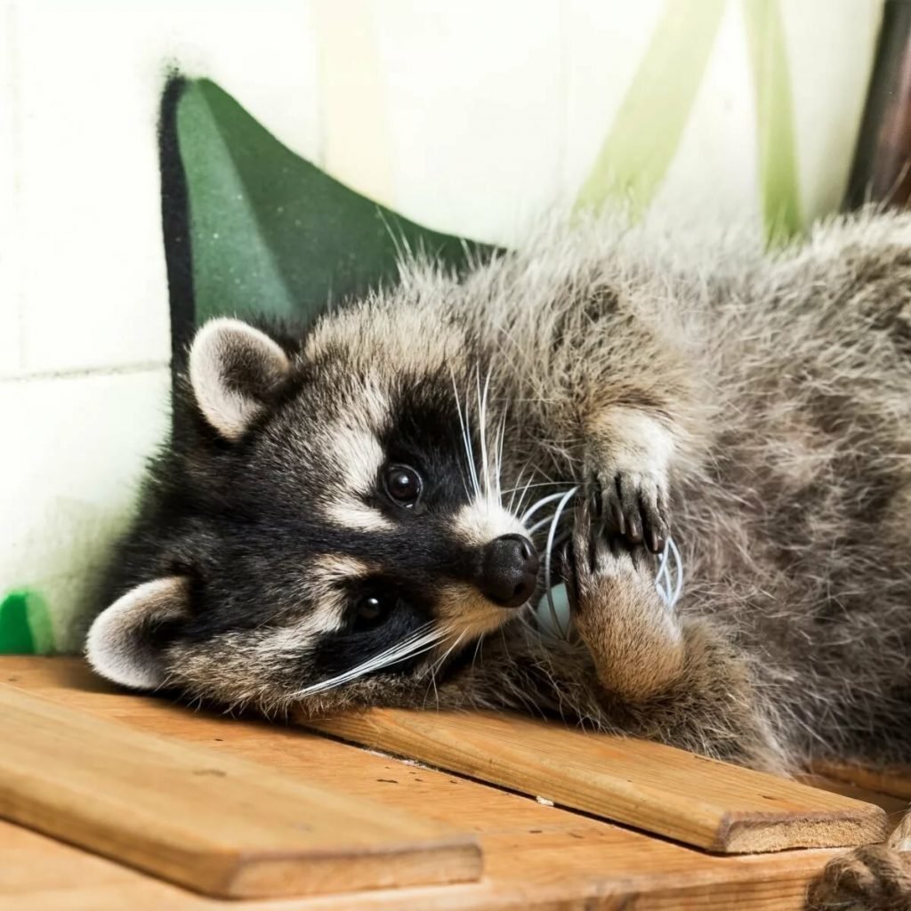 Енот полоскун домашний