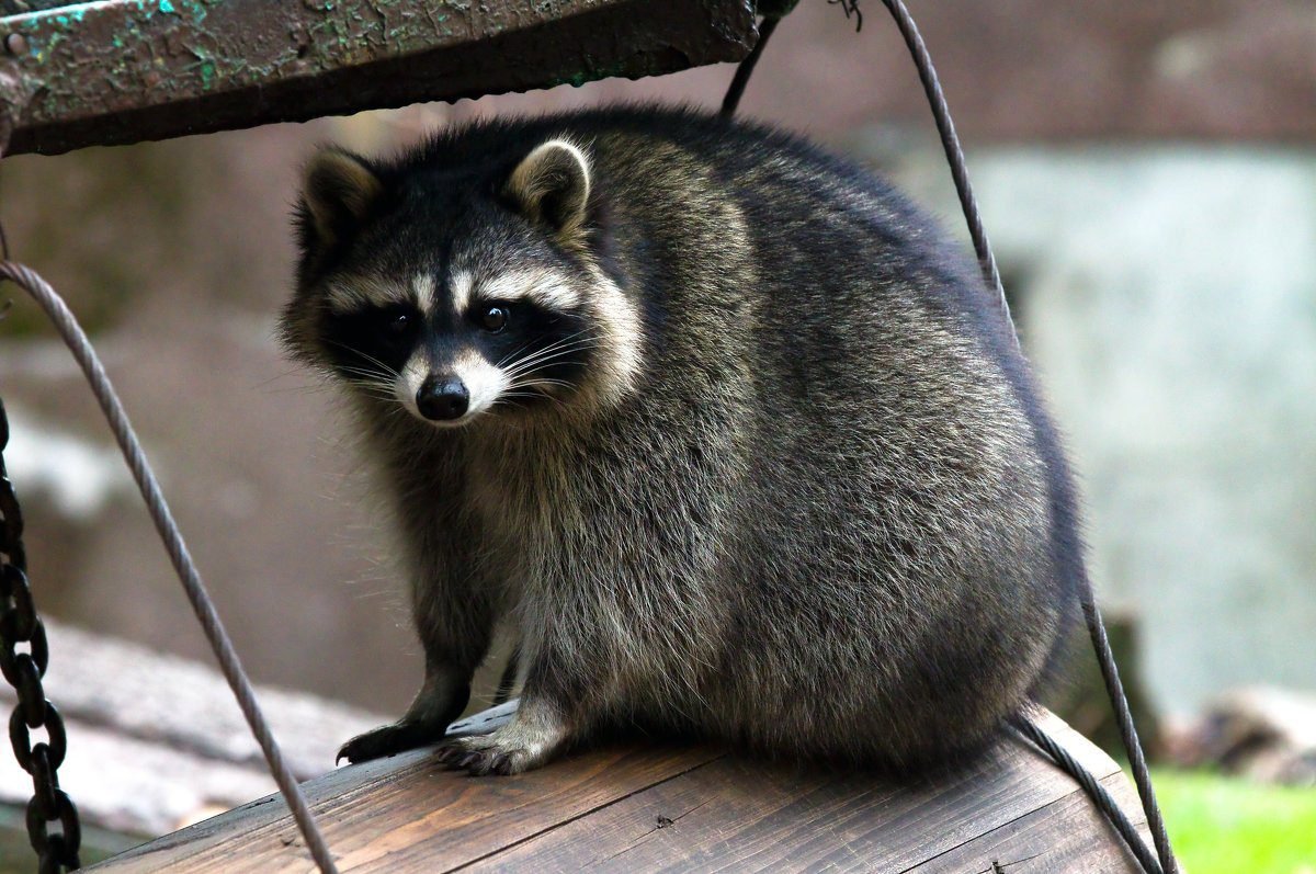 Енот полощет