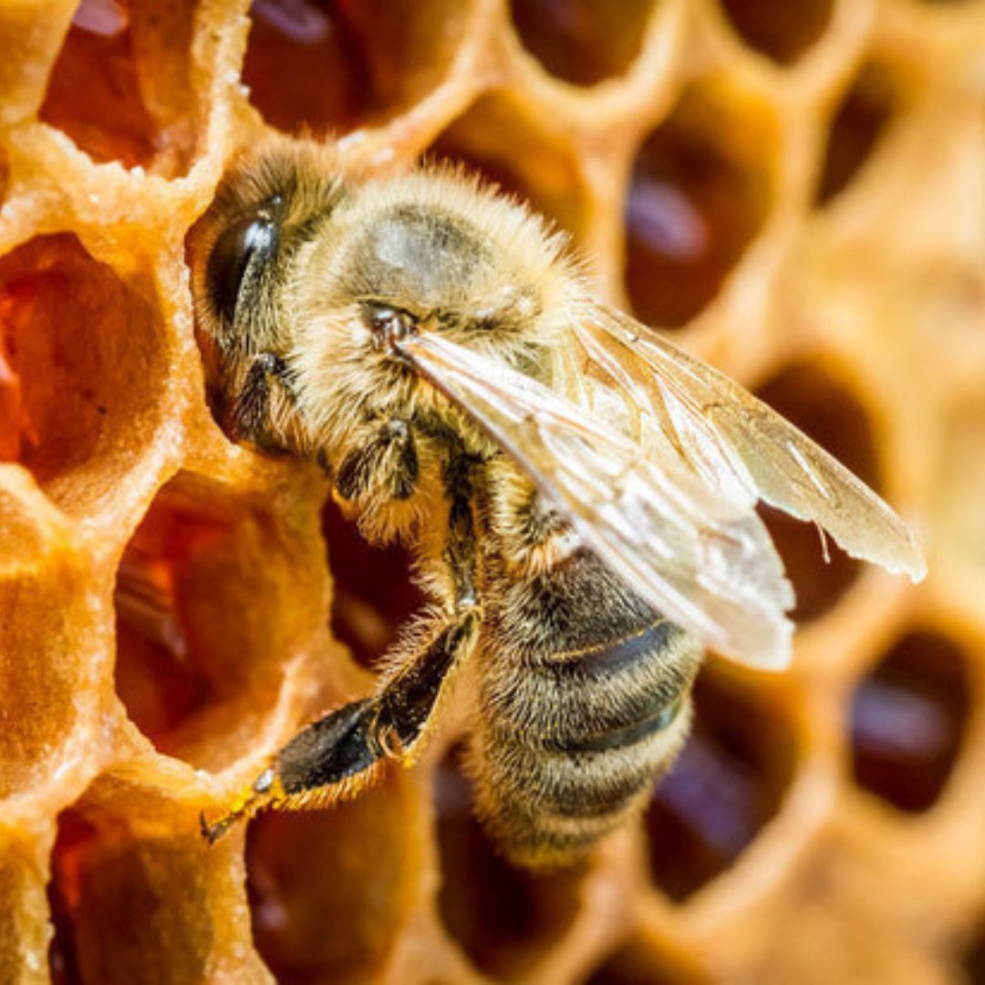 Медовая пчела