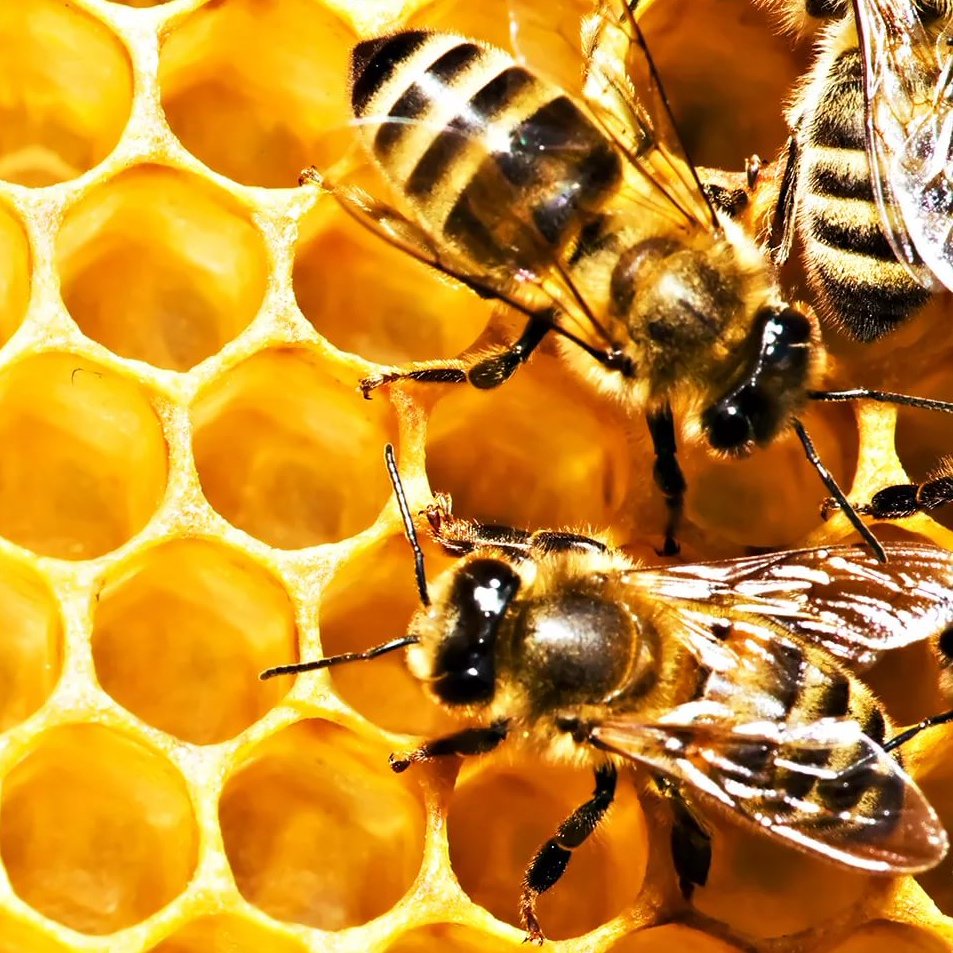 Пчела на сотах