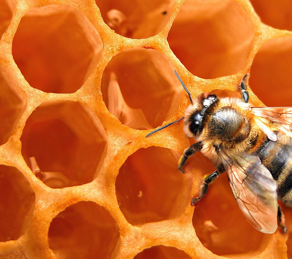 Мед и пчелы