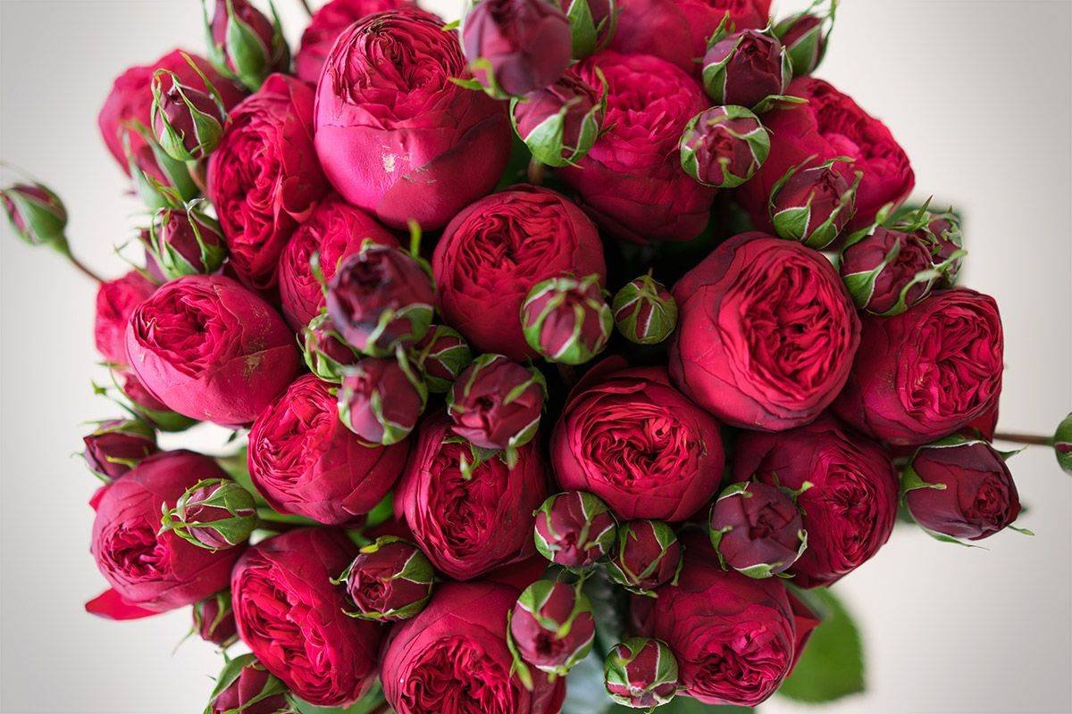 Пионовидная роза Пиони Пинк