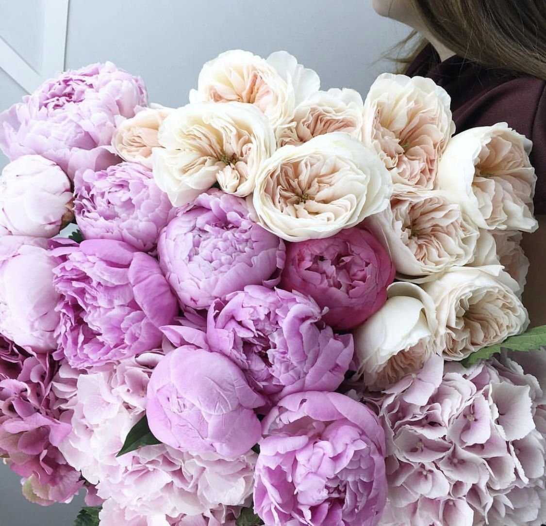 Роза пионовидная малиновый пион