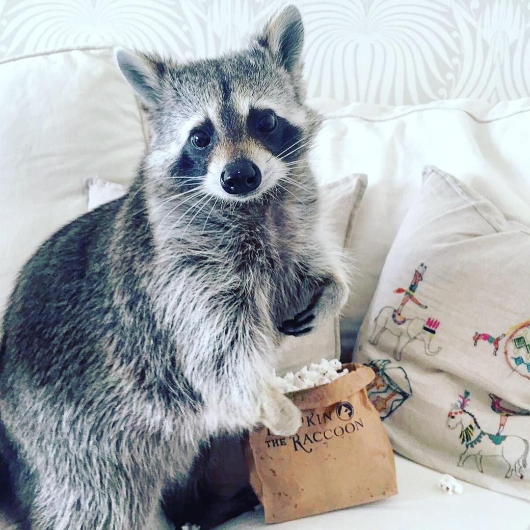 Эстетика енотов