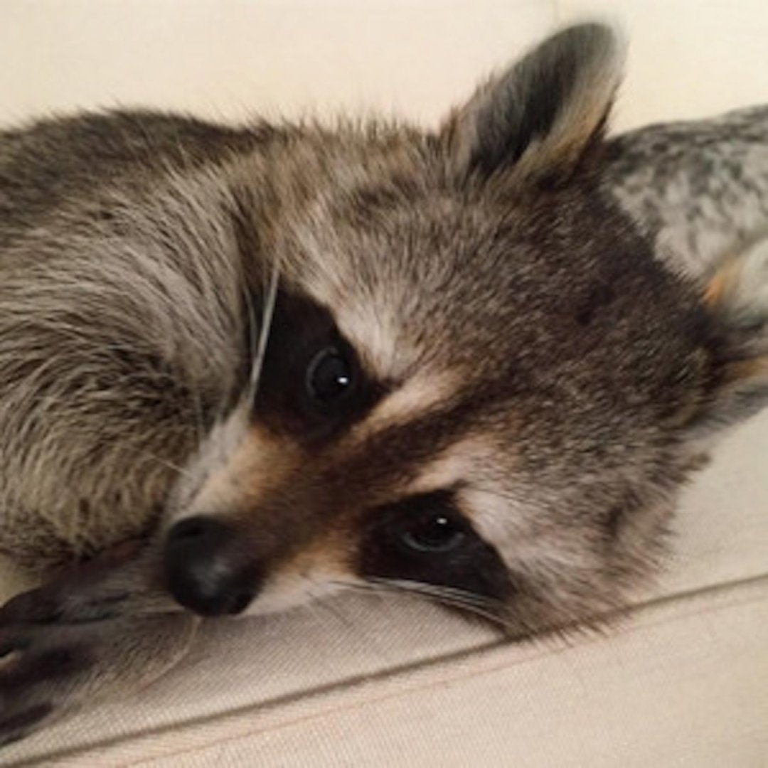 Енот Эстетика милый