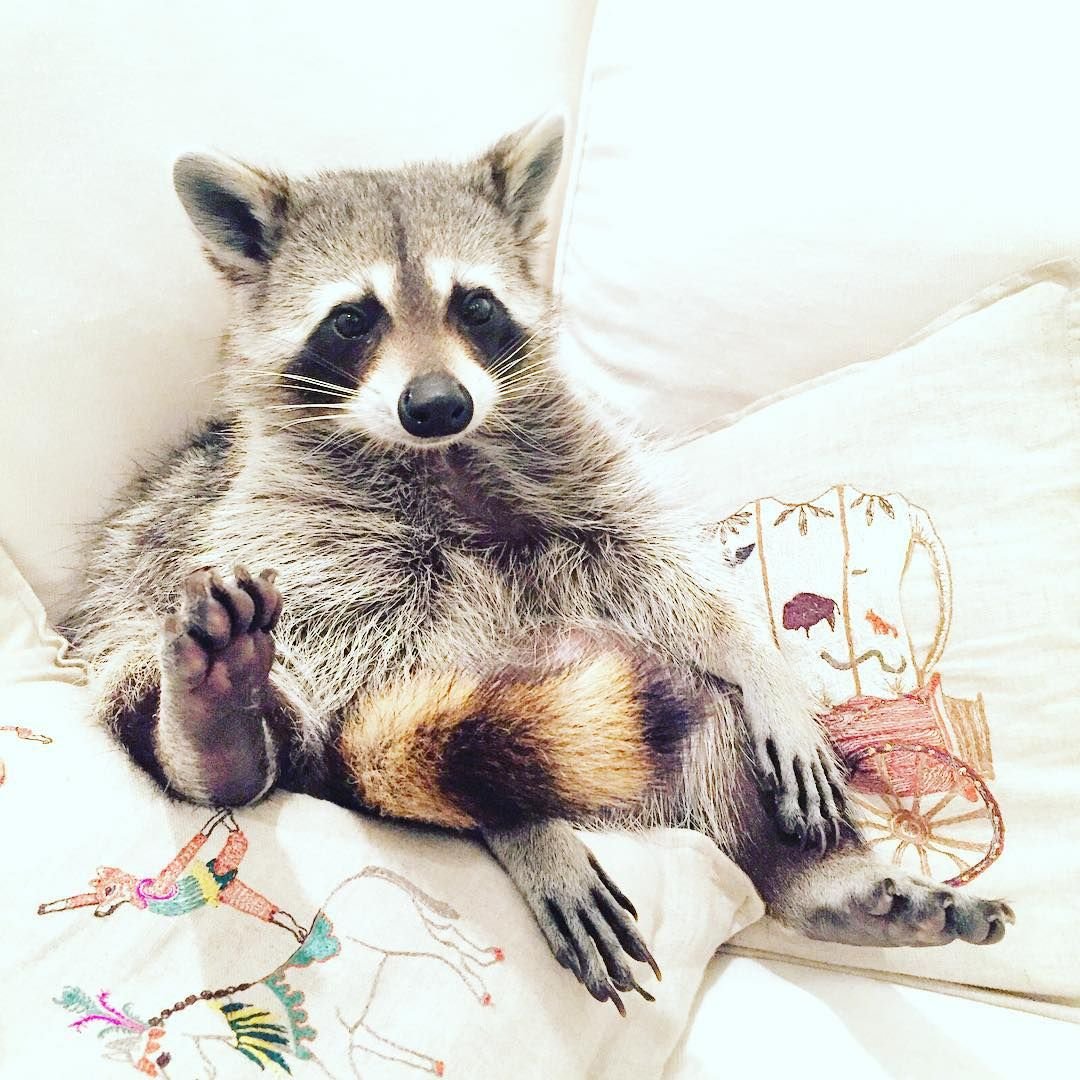 Эстетика енотов