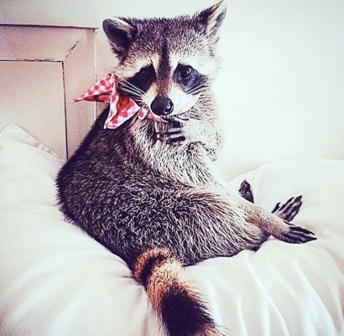 Енот с енотиком