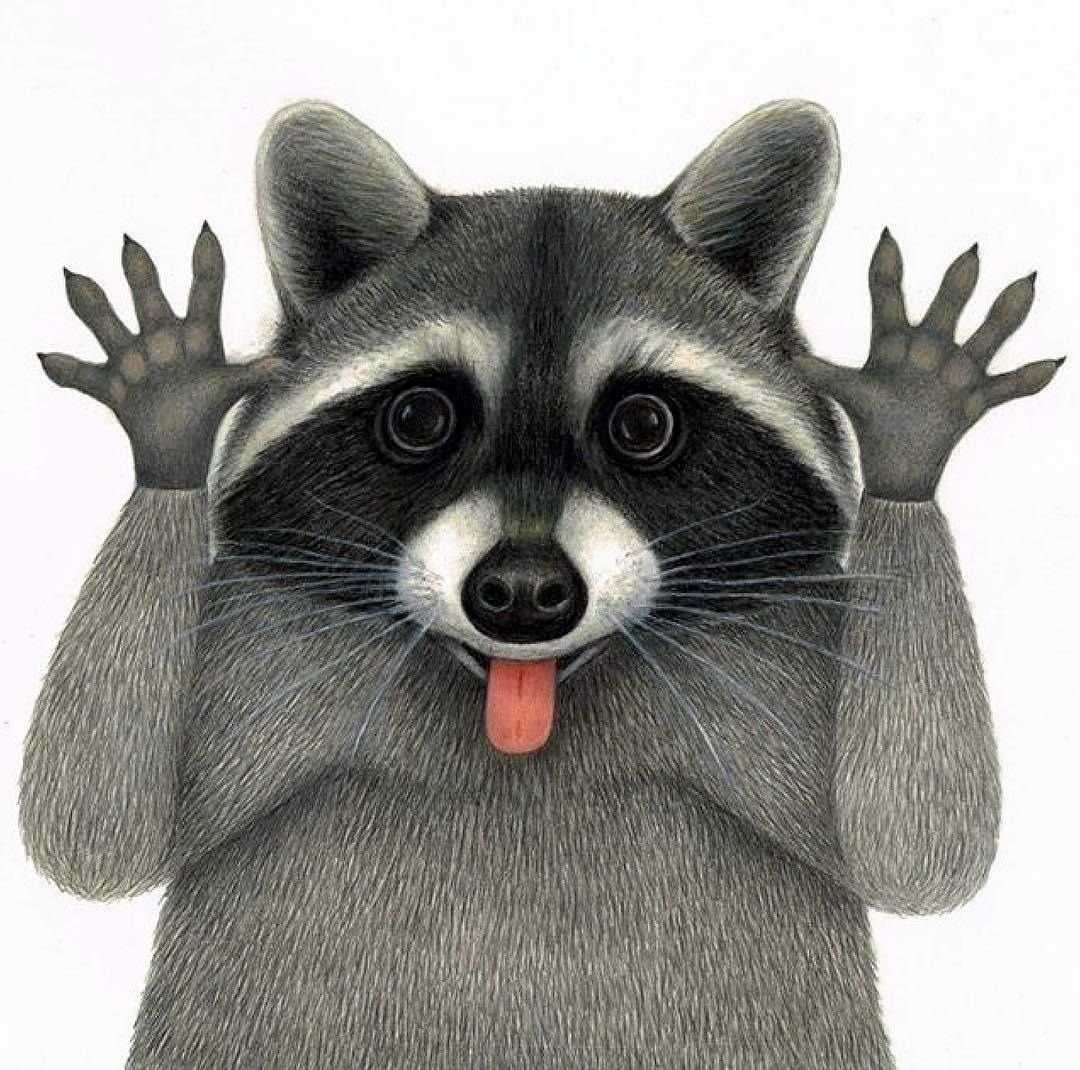 Енот Графическое изображение