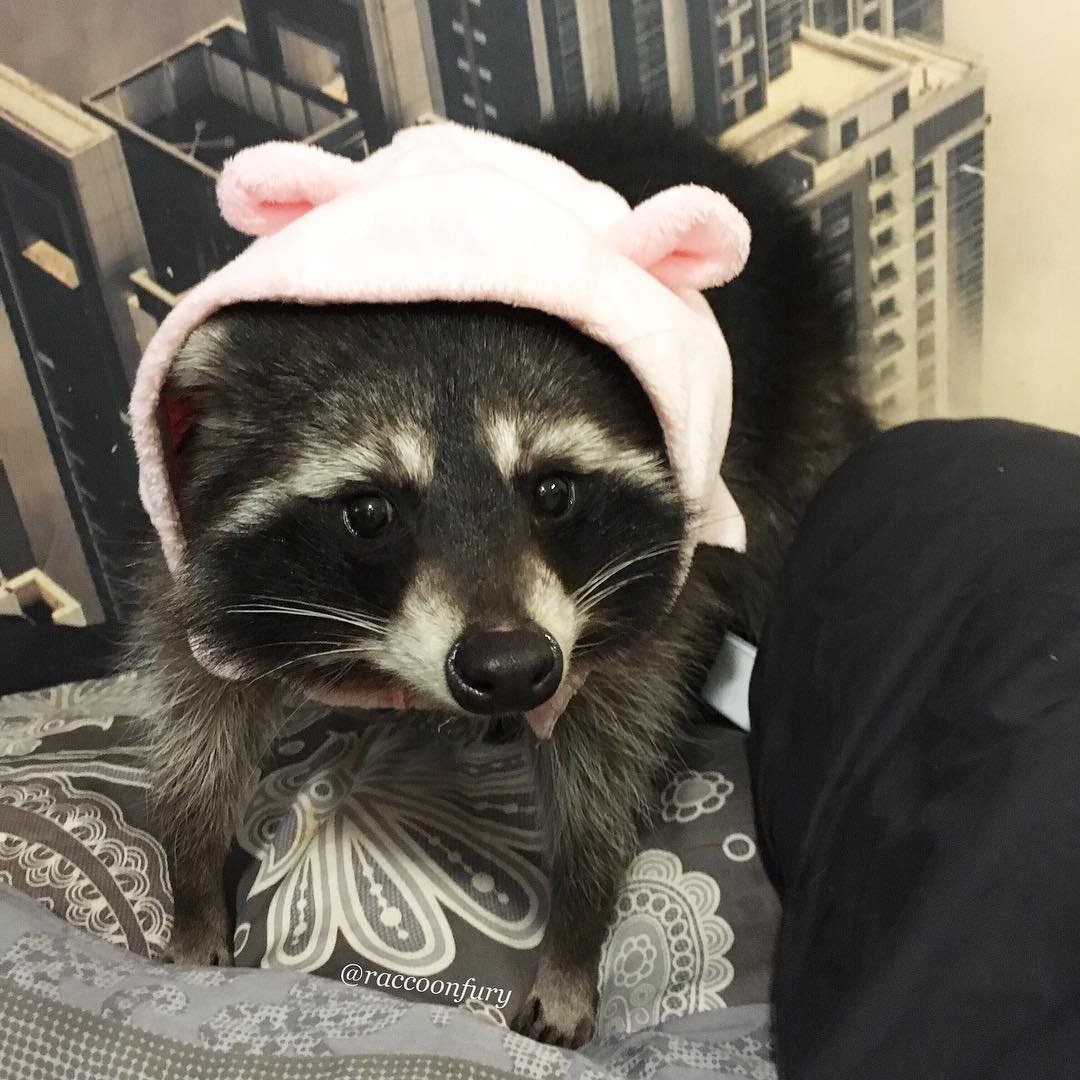 Енотик акварель