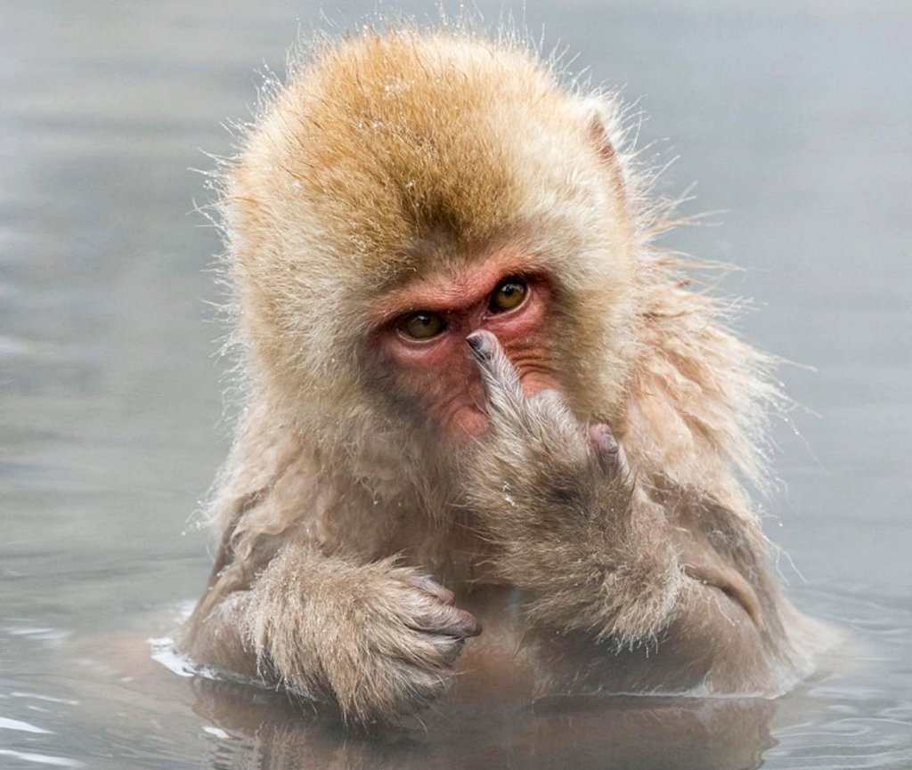 Смешные обезьянки