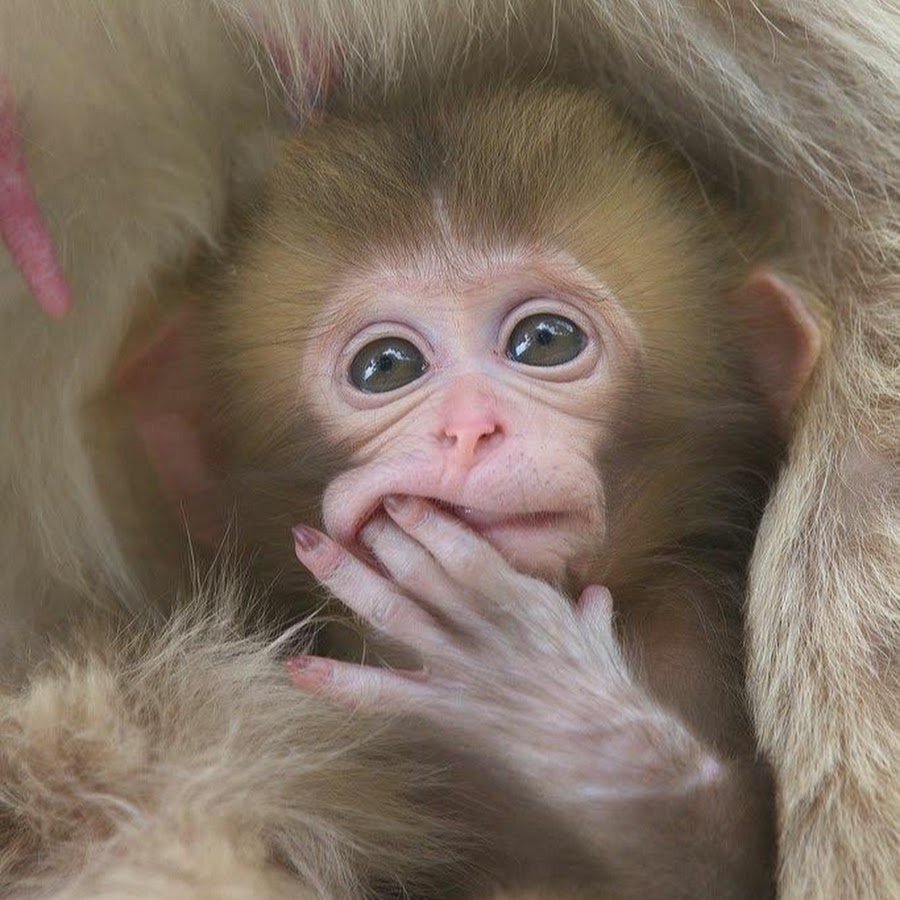Пятерникова Анастасия обезьянки