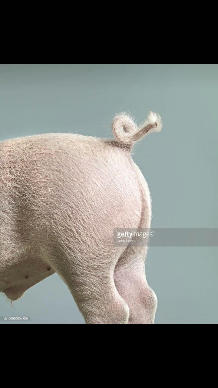 Поросенок сидит