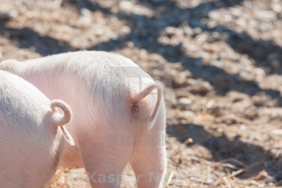 Ушки и носик поросенка