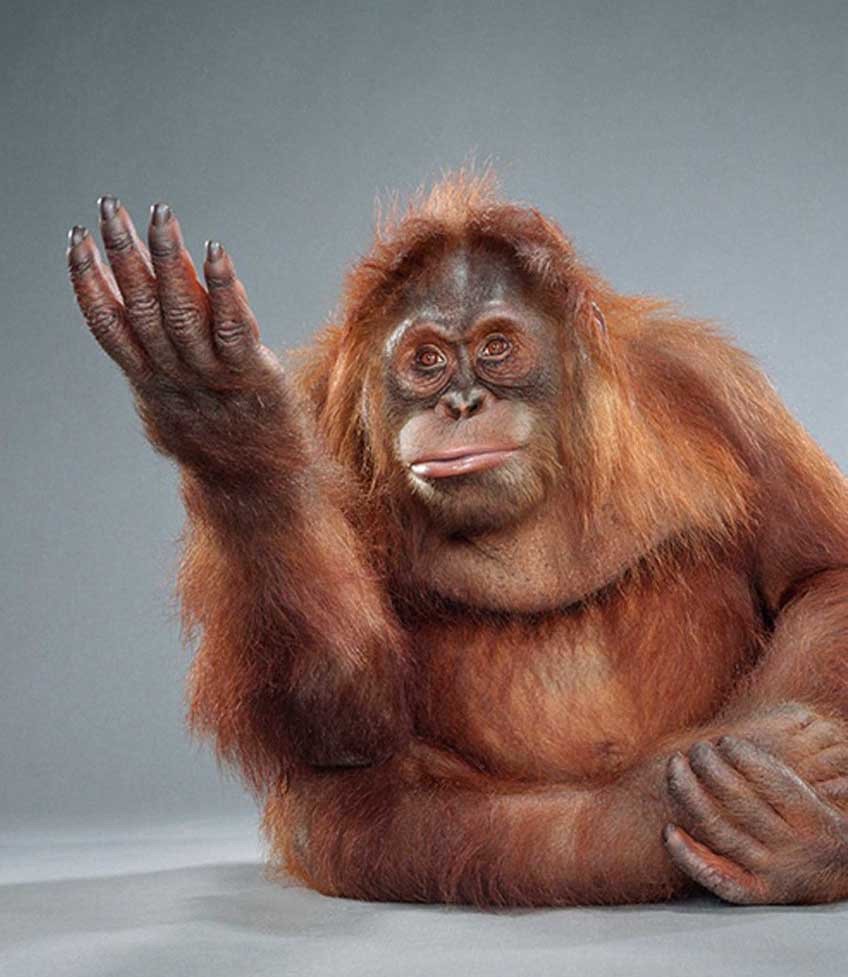 Умная обезьяна