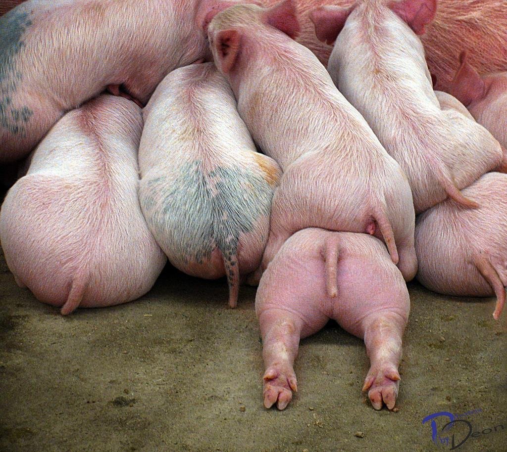 Ушки поросенка костюм