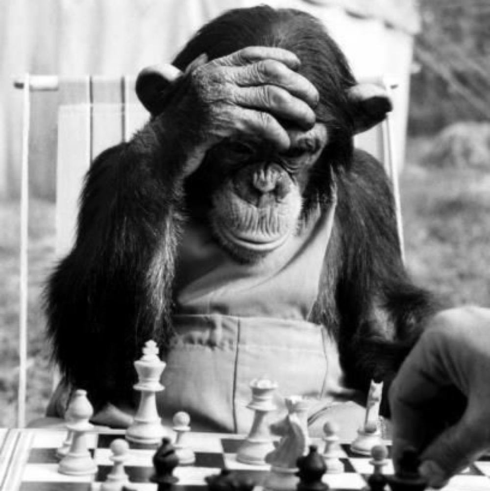 Обезьяна в профиль