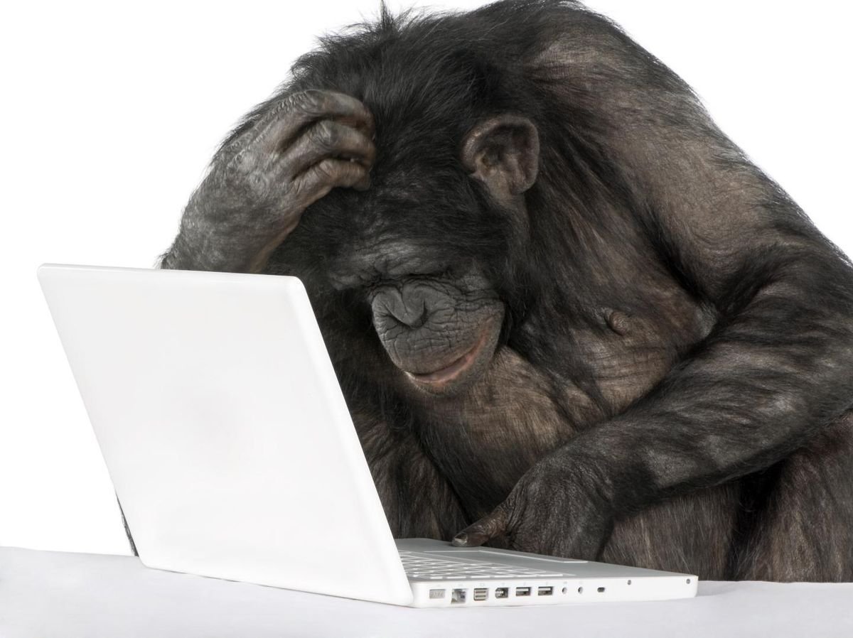 Топ 10 самых умных животных на земле