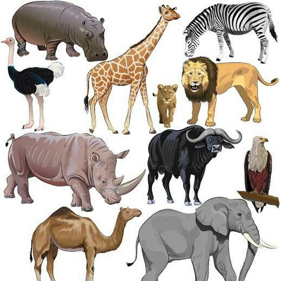 Животные сафари на белом фоне