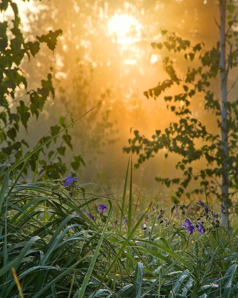Утро солнце