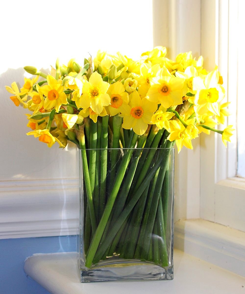 Нарцисс букетный