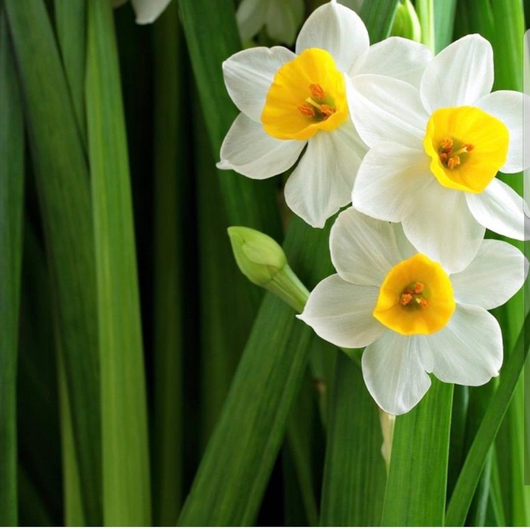 Нарциссы Поляна