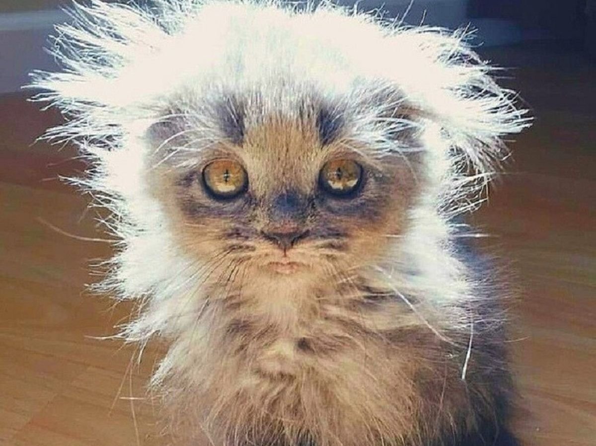 Чучело мяучело книга