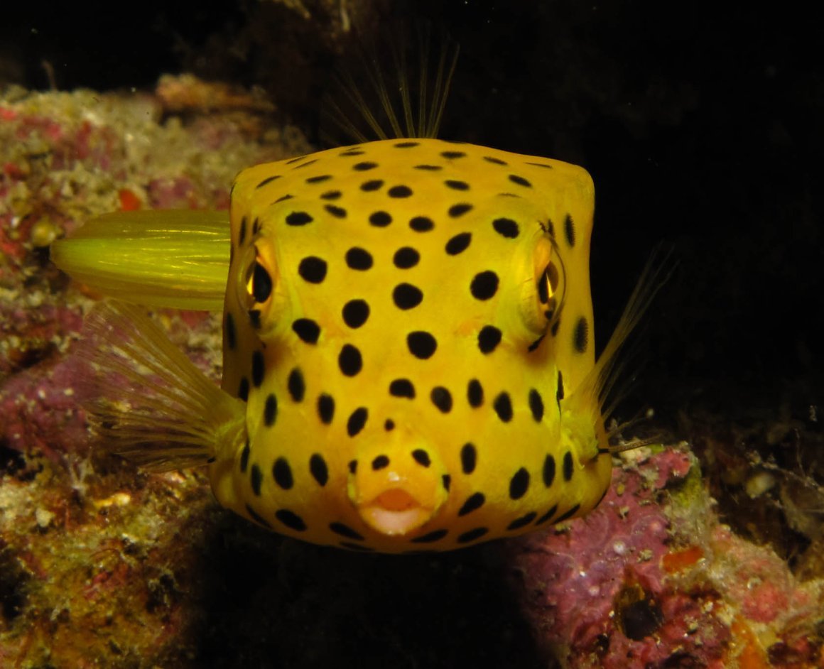 Рыба жёлтый кузовок кубик