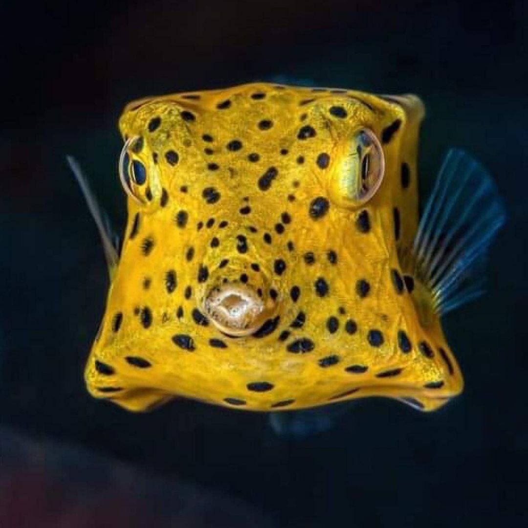 Белопятнистый кузовок