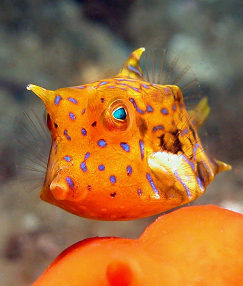 Рогатый кузовок (Lactoria cornuta)