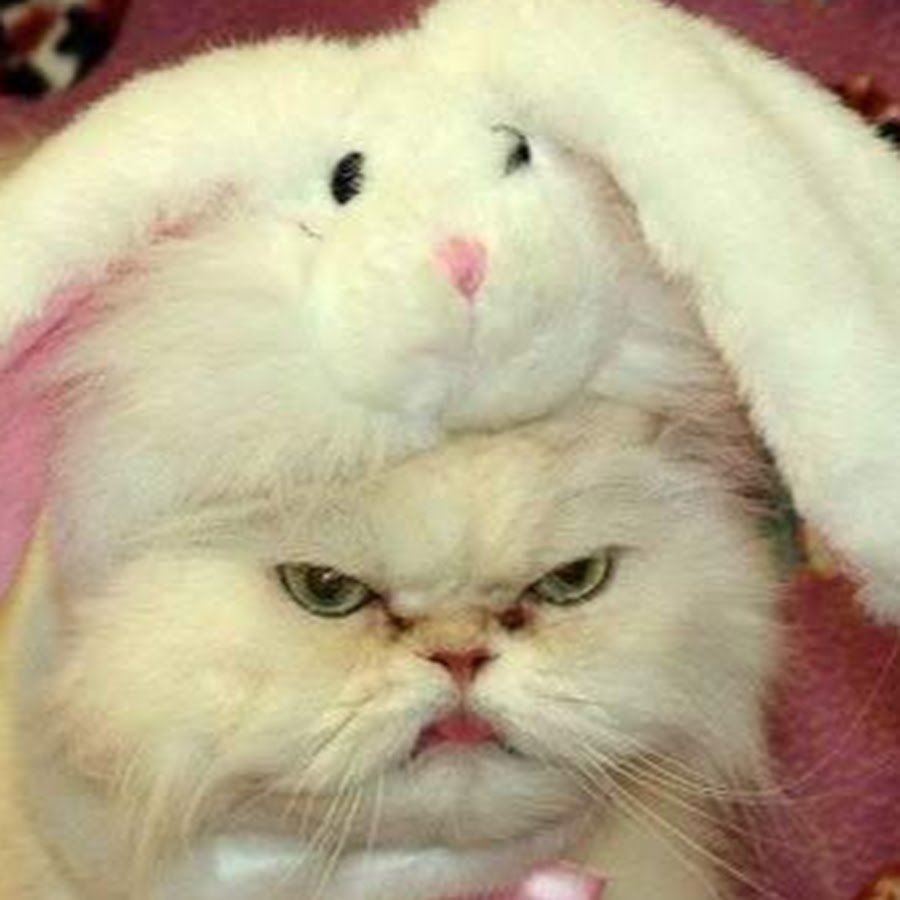 Зайчатки разума