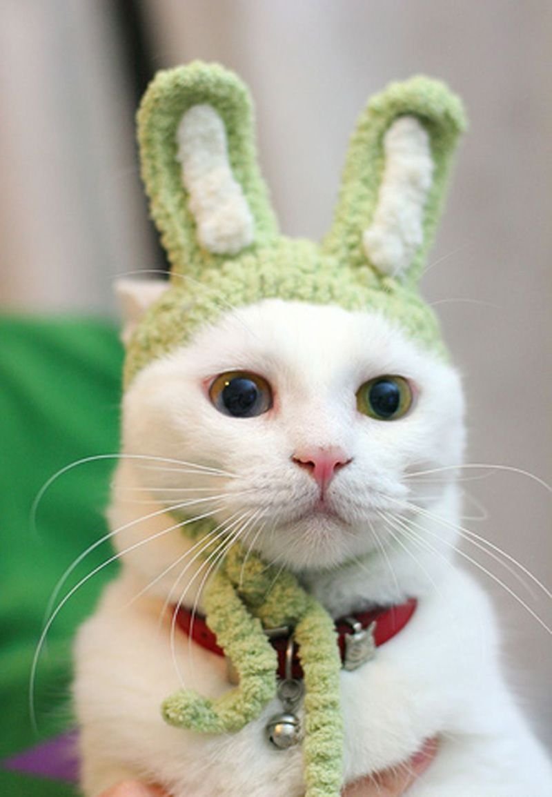 Кот с ушками зайца