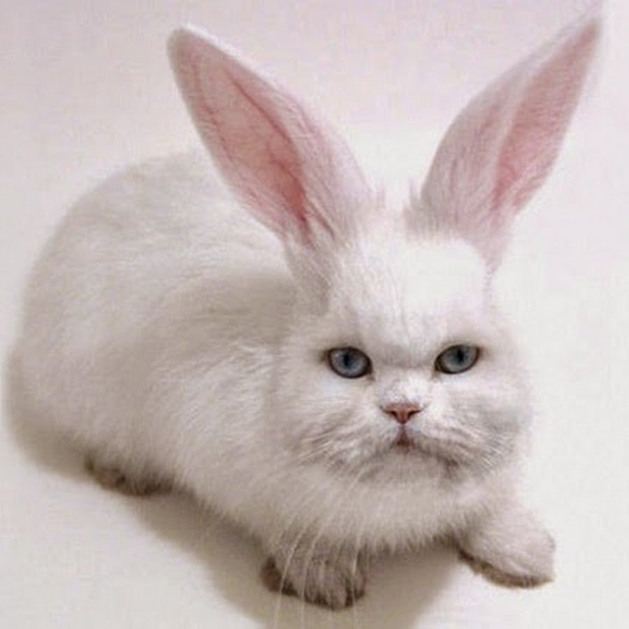 Кот и кролик