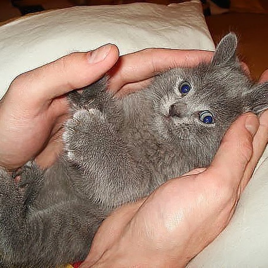 Кот скрещенный с кроликом